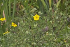 Shrubby Cinquefoil, Dasiphora fruticosa