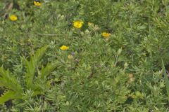 Shrubby Cinquefoil, Dasiphora fruticosa