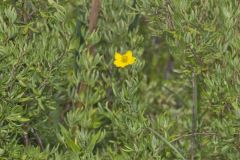 Shrubby Cinquefoil, Dasiphora fruticosa