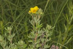 Shrubby Cinquefoil, Dasiphora fruticosa