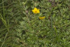 Shrubby Cinquefoil, Dasiphora fruticosa