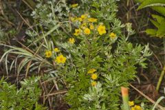 Shrubby Cinquefoil, Dasiphora fruticosa