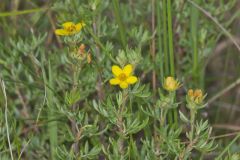 Shrubby Cinquefoil, Dasiphora fruticosa