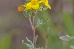 Shrubby Cinquefoil, Dasiphora fruticosa