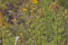 Shrubby Cinquefoil, Dasiphora fruticosa