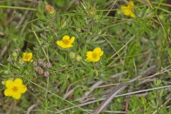 Shrubby Cinquefoil, Dasiphora fruticosa