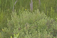 Shrubby Cinquefoil, Dasiphora fruticosa