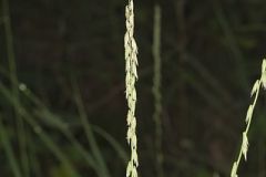 Sideoats Grama