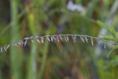 Sideoats Grama, Bouteloua curtipendula