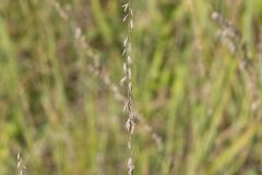 Sideoats Grama, Bouteloua curtipendula