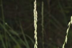 Sideoats Grama, Bouteloua curtipendula