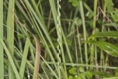 Sideoats Grama, Bouteloua curtipendula