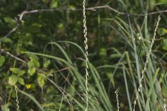 Sideoats Grama, Bouteloua curtipendula