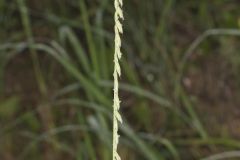 Sideoats Grama, Bouteloua curtipendula