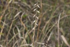 Sideoats Grama, Bouteloua curtipendula