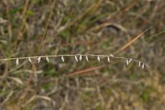 Sideoats Grama, Bouteloua curtipendula