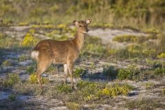 Sika Deer, Cervus nippon