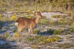 Sika Deer, Cervus nippon