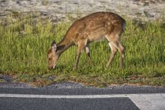 Sika Deer, Cervus nippon