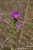 Silky Aster, Symphyotrichum sericeum