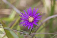 Silky Aster