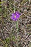 Silky Aster, Symphyotrichum sericeum