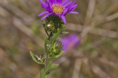 Silky Aster, Symphyotrichum sericeum