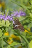 Silver-spotted Skipper, Epargyreus clarus