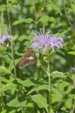 Silver-spotted Skipper, Epargyreus clarus