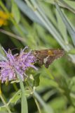 Silver-spotted Skipper, Epargyreus clarus