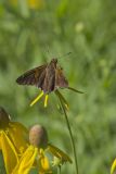 Silver-spotted Skipper, Epargyreus clarus