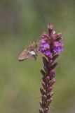 Silver-spotted Skipper, Epargyreus clarus