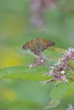 Silver-spotted Skipper, Epargyreus clarus