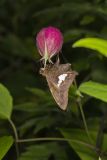 Silver-spotted Skipper, Epargyreus clarus