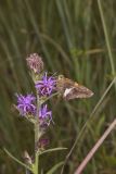 Silver-spotted Skipper, Epargyreus clarus