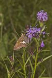 Silver-spotted Skipper, Epargyreus clarus