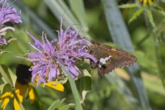 Silver-spotted Skipper, Epargyreus clarus