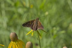 Silver-spotted Skipper, Epargyreus clarus