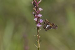 Silver-spotted Skipper, Epargyreus clarus