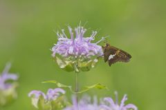 Silver-spotted Skipper, Epargyreus clarus