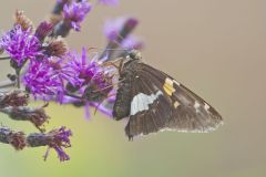 Silver-spotted Skipper, Epargyreus clarus