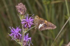 Silver-spotted Skipper, Epargyreus clarus