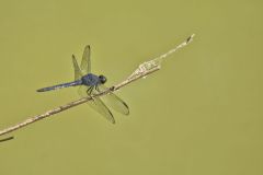 Slaty Skimmer