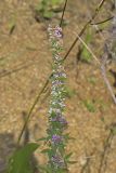 Slender Bush Clover, Lespedeza virginica