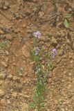 Slender Bush Clover, Lespedeza virginica