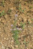 Slender Bush Clover, Lespedeza virginica