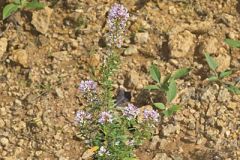Slender Bush Clover