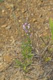 Slender Bush Clover, Lespedeza virginica