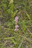 Slender Bush Clover, Lespedeza virginica