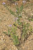Slender Bush Clover, Lespedeza virginica